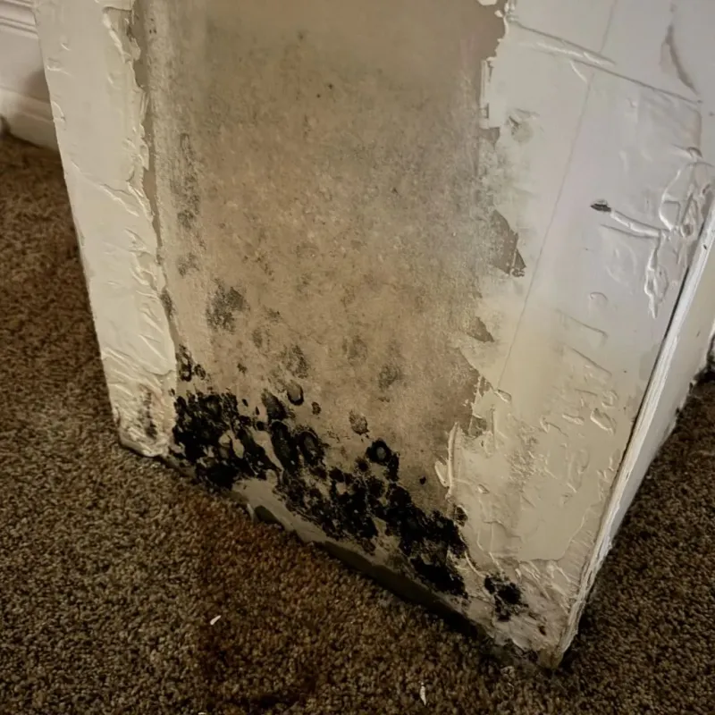 Professional Mold Removal in Murphys, CA